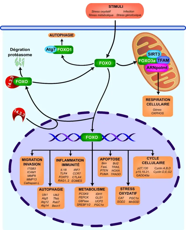 Toxoplasma gondii Toxoplasmose vulgarisation scientifique