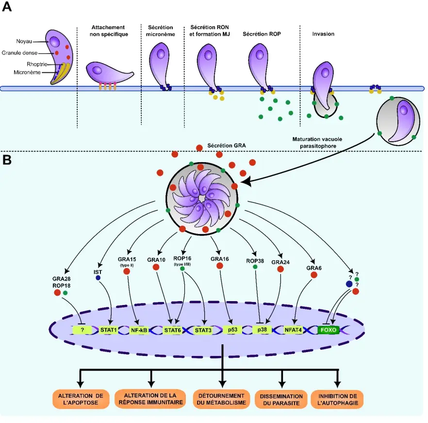 Toxoplasma gondii Toxoplasmose Vulgarisation Scientifique