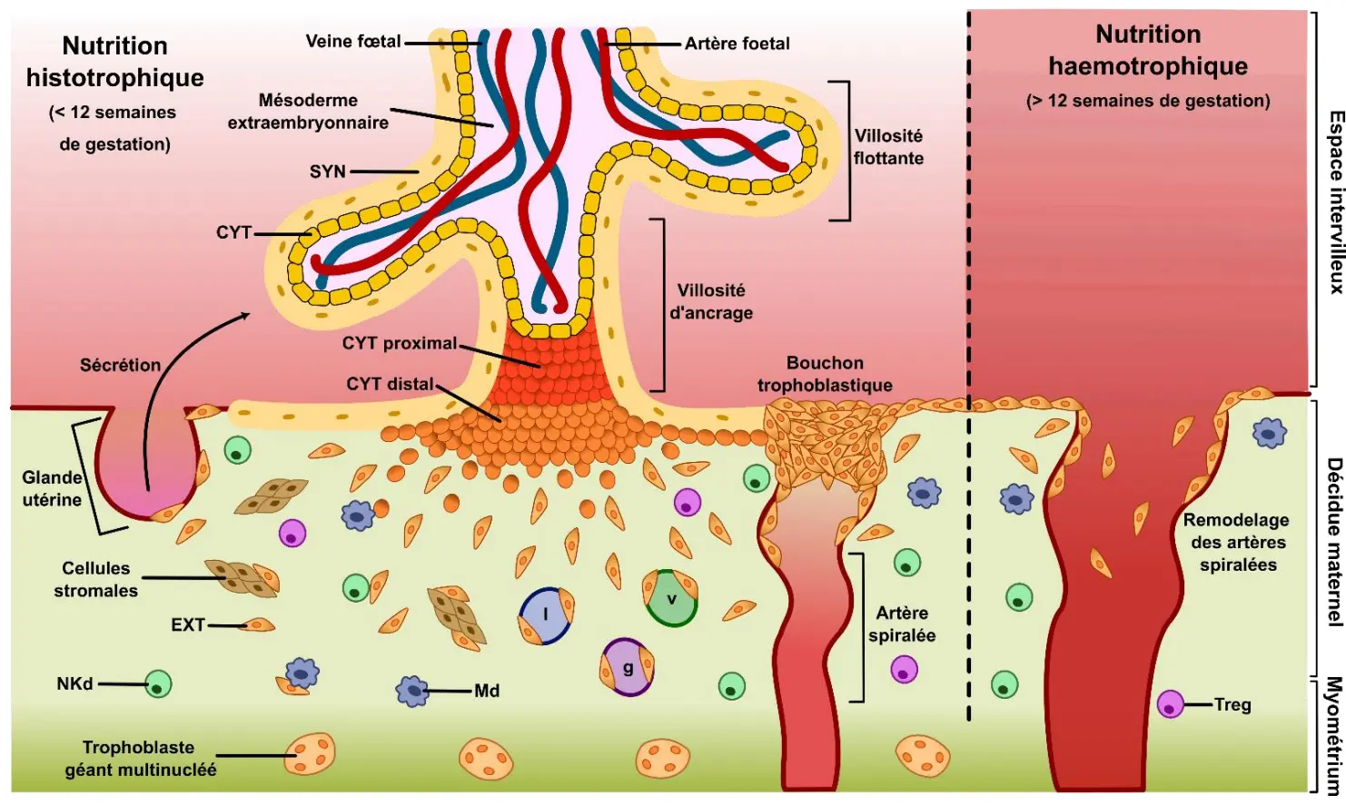Biologie Placenta Grossesse Reproduction Biologie