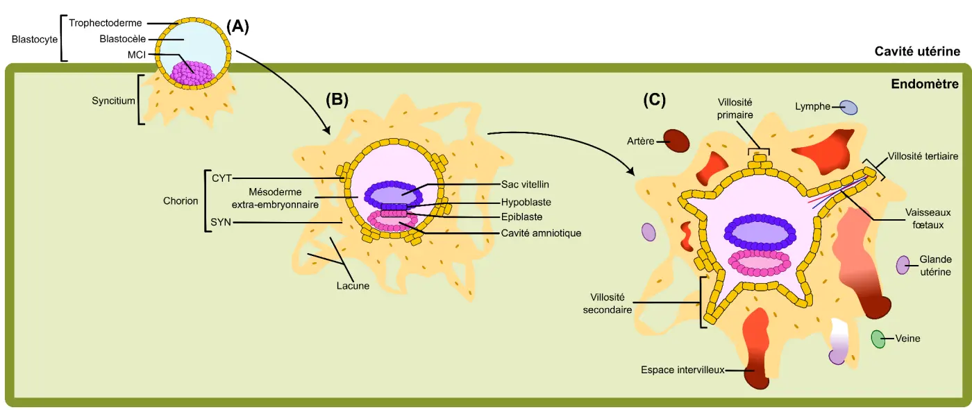 Placenta Grossesse Biologie