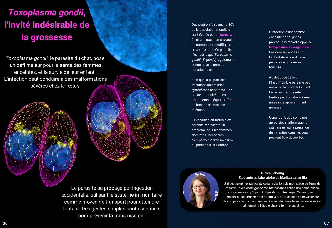  « Toxoplasma gondii, l'invité indésirable de la grossesse »